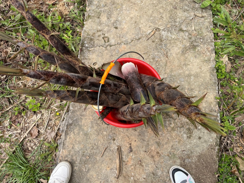 清明踏青 采茶好时节_五五世纪新闻_新闻资讯_五五世纪电气集团