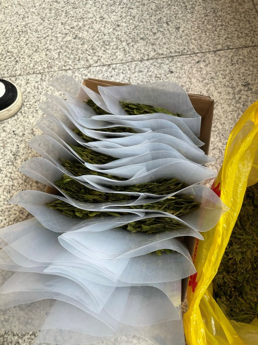 清明踏青 采茶好时节_五五世纪新闻_新闻资讯_五五世纪电气集团