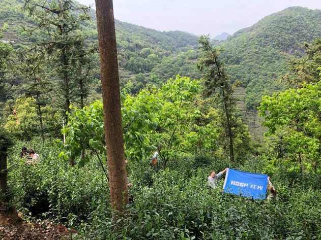 清明踏青 采茶好时节_五五世纪新闻_新闻资讯_五五世纪电气集团